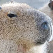 Капибара (Capybara) - Сто-личный Она-нас (sto-lichnyj Ona-nas)