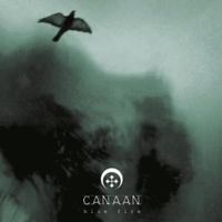 Aranea tedii - Canaan