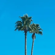 backseat drive - Strings
