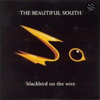 Blackbird on the wire - The beautiful south