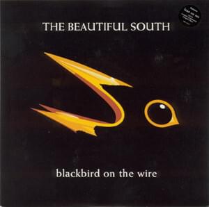 Blackbird on the wire - The beautiful south