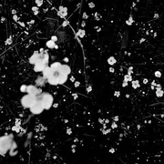 Caballos De La Noche (La Foca) - Divididos