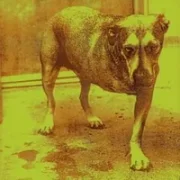 Nothin' song - Alice in chains