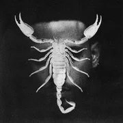 SCORPIO - Jhayco