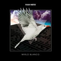 White mirlo - Ivan Nieto