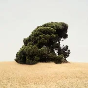 Ziploc - Tyler